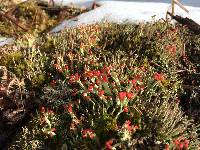 Cladonia cristatella image