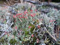 Cladonia cristatella image