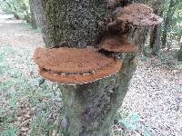 Ganoderma applanatum image