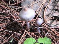 Inocybe geophylla var. lilacina image