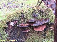 Ganoderma applanatum image