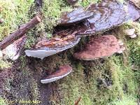 Ganoderma applanatum image