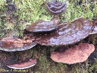 Ganoderma applanatum image