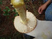 Amanita muscaria image