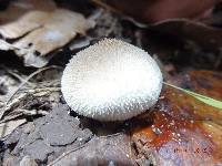 Lycoperdon pratense image