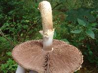 Agaricus augustus image