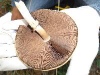 Agaricus augustus image