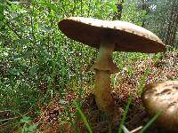 Agaricus augustus image