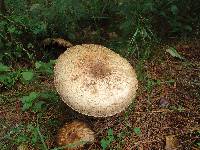 Agaricus augustus image