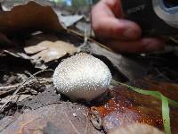 Lycoperdon pratense image