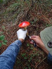 Amanita muscaria image
