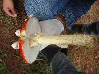 Amanita muscaria image