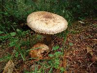 Agaricus augustus image