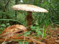 Agaricus augustus image