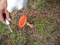 Amanita muscaria image