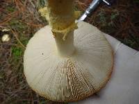 Amanita muscaria image