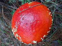 Amanita muscaria image