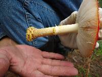 Amanita muscaria image