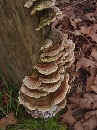 Trametes versicolor image