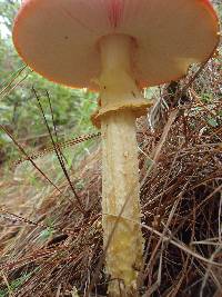 Amanita muscaria image