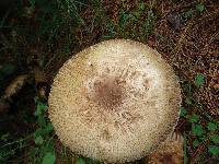 Agaricus augustus image