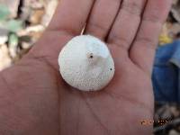 Lycoperdon pratense image