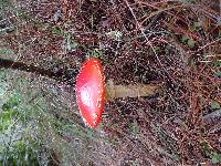 Amanita muscaria image