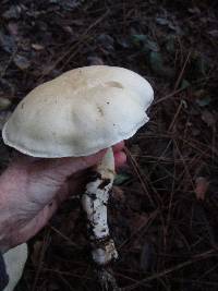 Leucopaxillus albissimus image