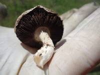 Agaricus bisporus image