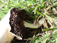 Agaricus bisporus image