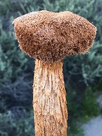 Battarrea phalloides image