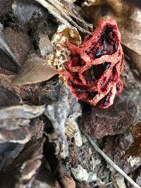 Clathrus ruber image