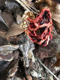 Clathrus ruber image