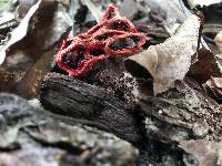 Clathrus ruber image