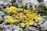 Xanthoria parietina var. parietina image