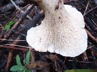 Gomphus floccosus image