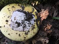 Amanita vernicoccora image