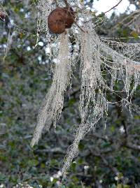 Ramalina menziesii image