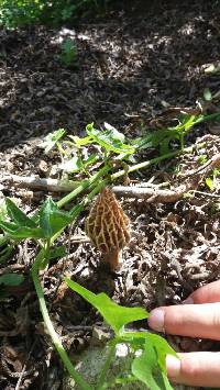 Morchella rufobrunnea image