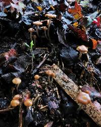 Psilocybe cyanescens image