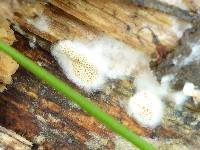 Polyporus tuberaster image