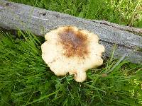 Polyporus tuberaster image