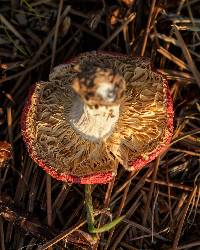 Russula emetica image