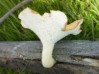 Polyporus tuberaster image