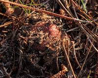 Russula emetica image