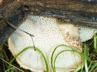 Polyporus tuberaster image