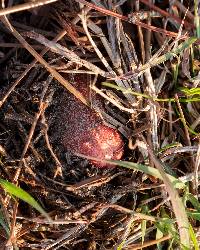 Russula emetica image