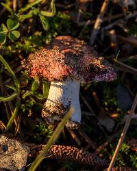 Russula emetica image