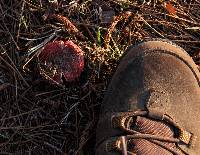 Russula emetica image