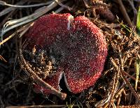 Russula emetica image